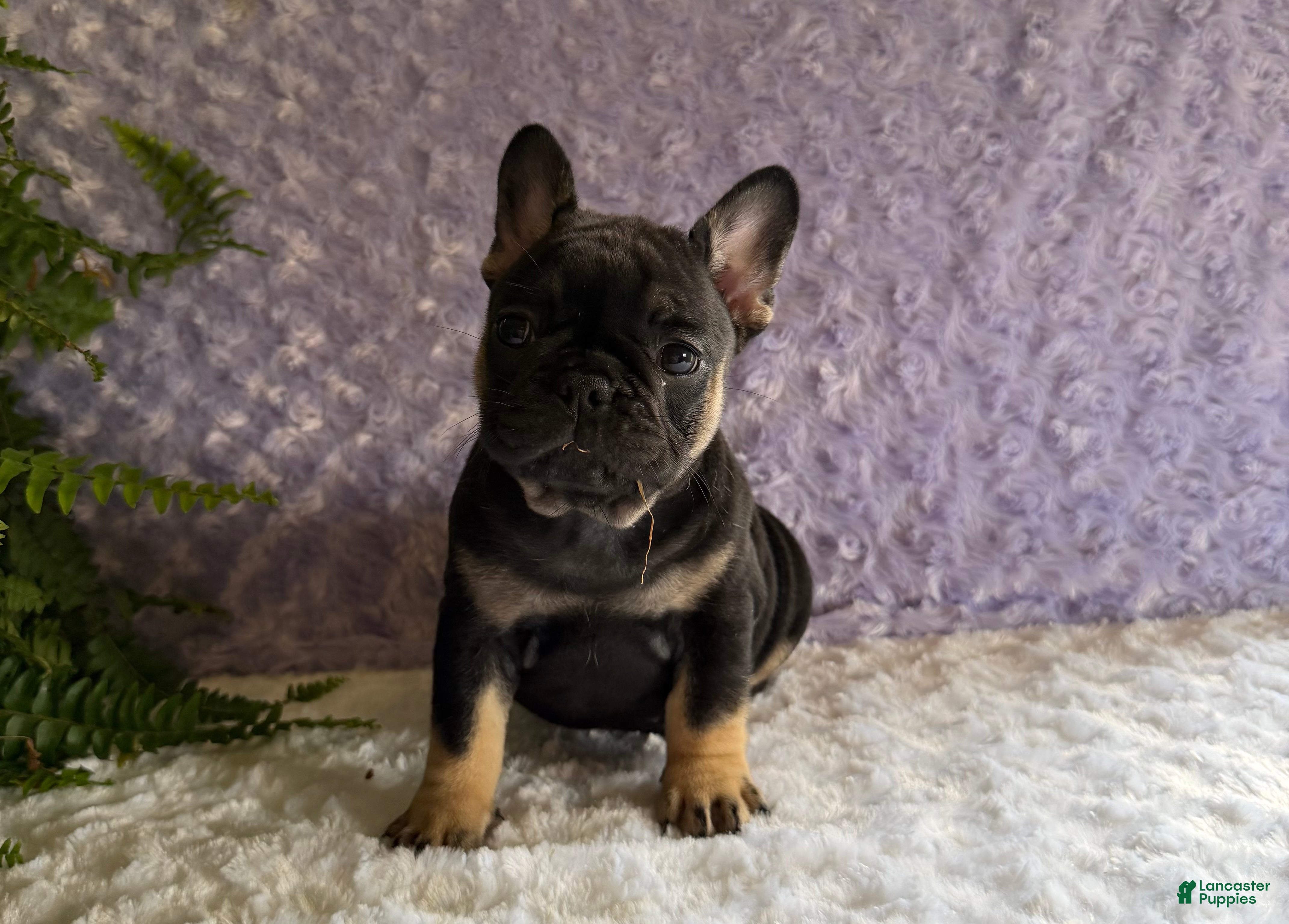 French Bulldog dogs Cricket - Ad 1