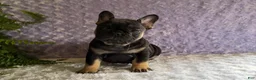 French Bulldog dogs for sale: Cricket - Ad 1