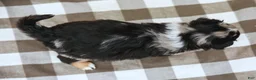 Australian Shepherd dogs for sale: Rylie - Ad 7