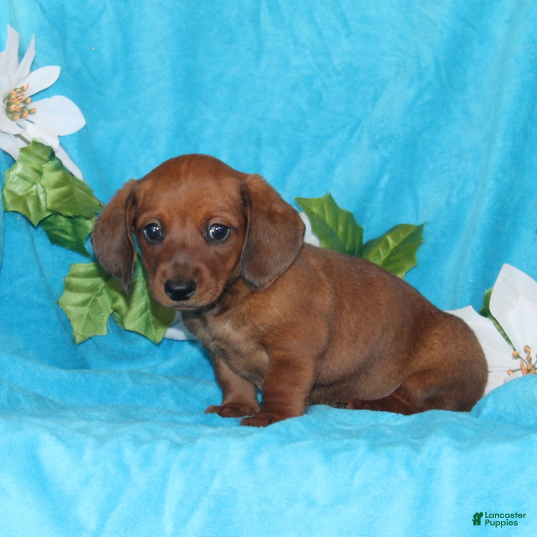 Miniature Dachshund dogs for sale: Dillon - Ad 2