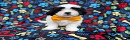 Shih Tzu dogs for sale: Shep - Ad 3