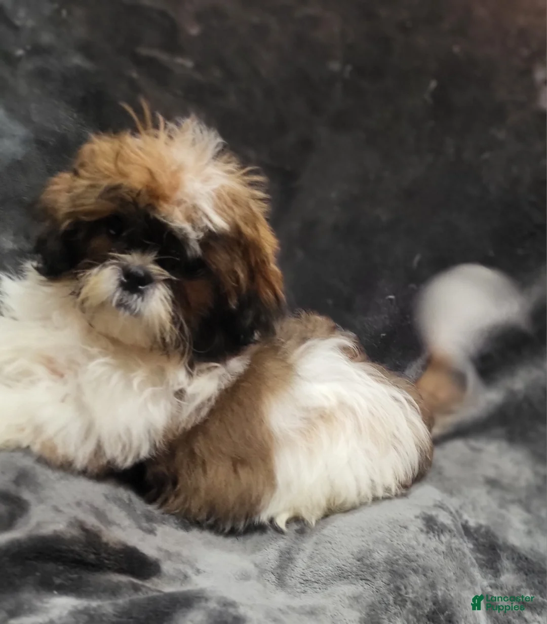 Shihpoo dogs for sale: Boy #1  - Ad 1