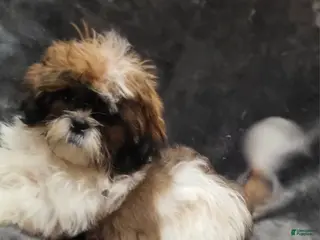 Shihpoo dogs Boy #1 - Ad 1