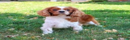 Cavalier King Charles Spaniel dogs for sale: Keeter - Ad 13