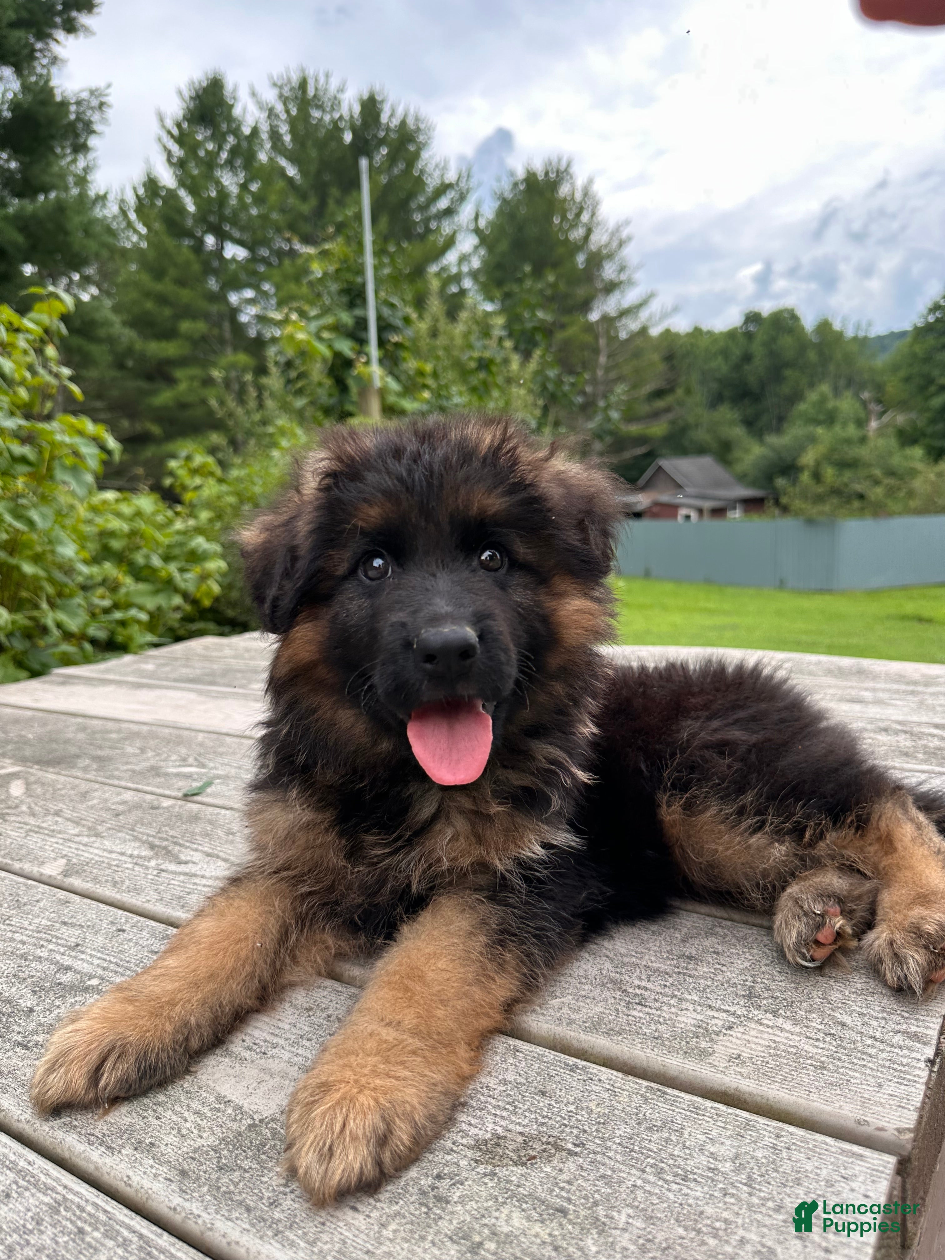 German Shepherd dogs Benny - Ad 1