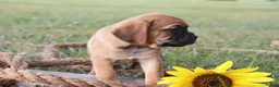 Puggle dogs for sale: Asher - Ad 5