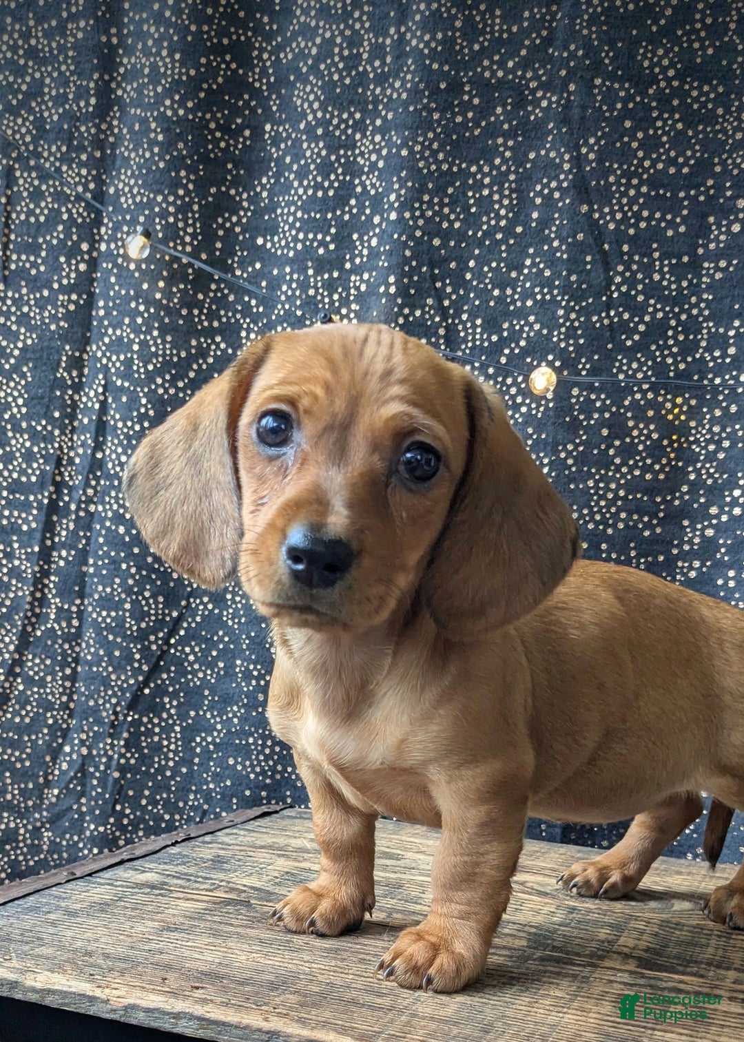 Dachshund dogs for sale: Belle - Ad 6