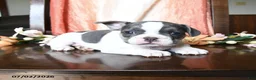 French Bulldog dogs for sale: Harrison - Ad 5