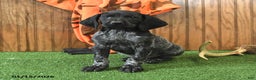 German Shorthaired Pointer dogs for sale: Cuddles - Ad 3