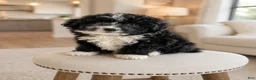 Bernedoodle dogs for sale: Pandora ❤️ Micro mini Bernedoodle female  - Ad 1
