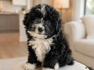 Bernedoodle dogs Pandora ❤️ Micro mini Bernedoodle female - Ad 15