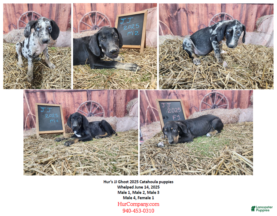 Catahoula Leopard Dog dogs for sale: JJ 2025 Male 4 - Ad 16