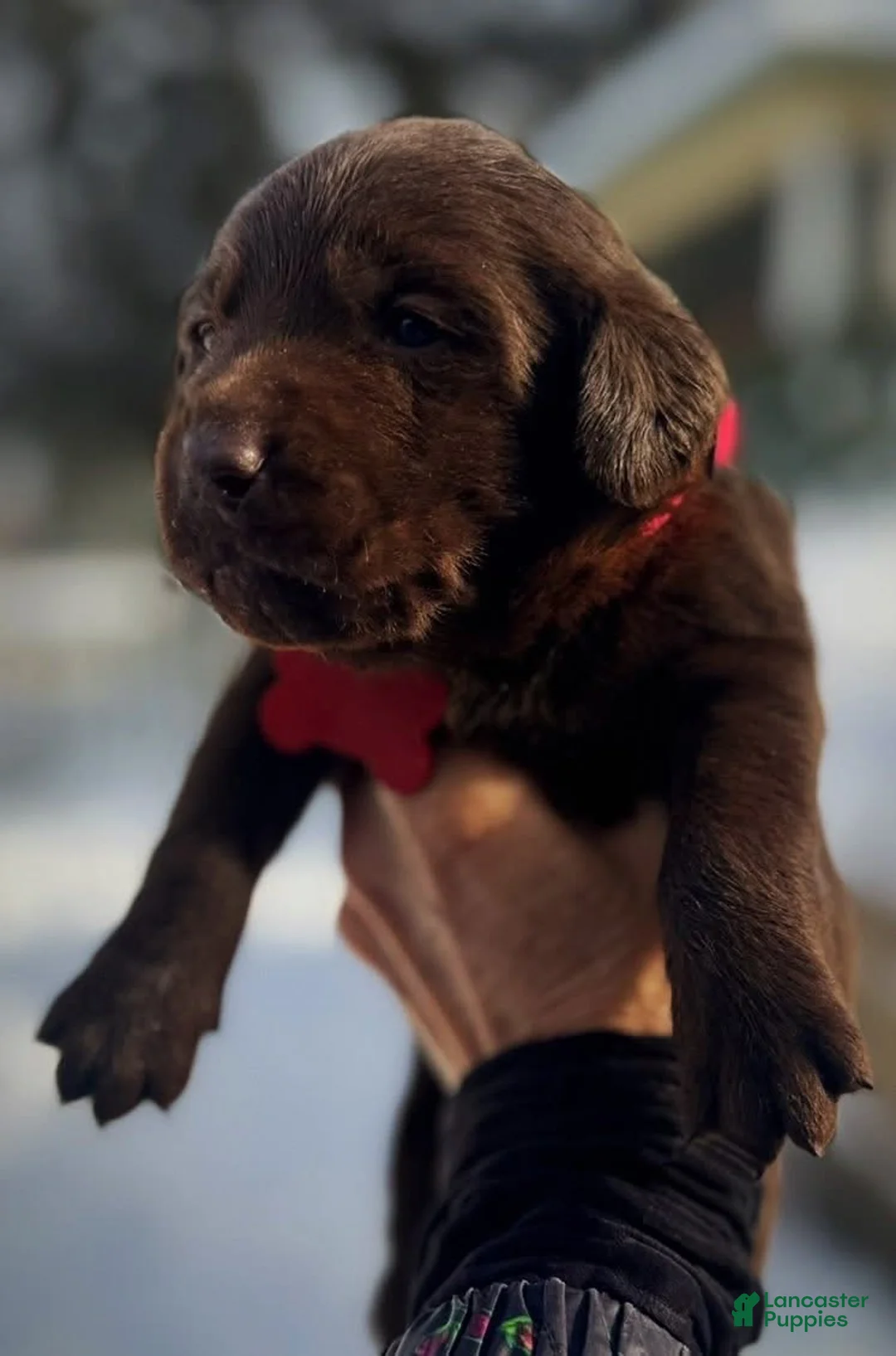 Labrador Retriever dogs for sale: Sal - Ad 13