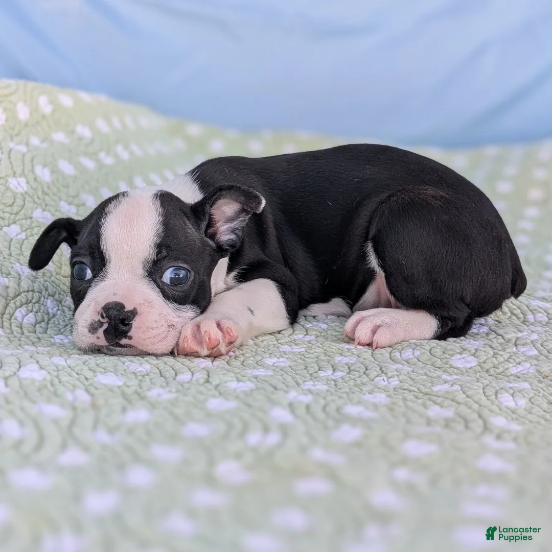 Boston Terrier dogs for sale: Mr. Kringle - Ad 5