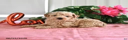 Miniature Poodle dogs for sale: Beauty - Ad 1