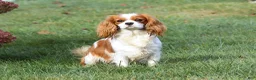 Cavapoo dogs for sale: Lilly - Ad 11