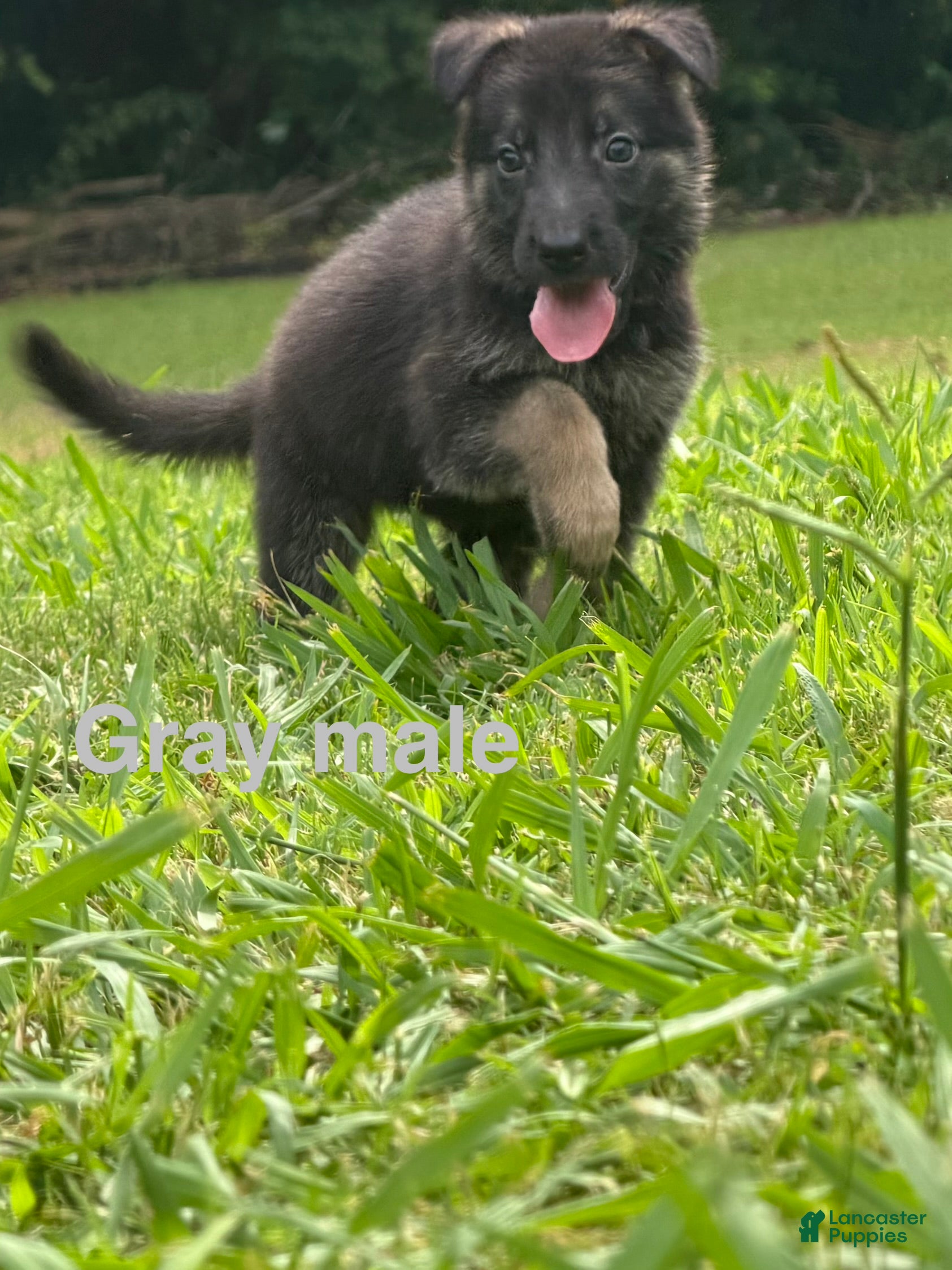German Shepherd dogs German Shepherd Gray collar male - Ad 1