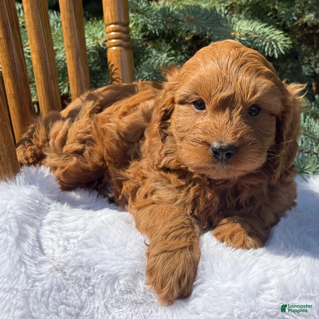 Cavapoo dogs for sale: Toby - Ad 2