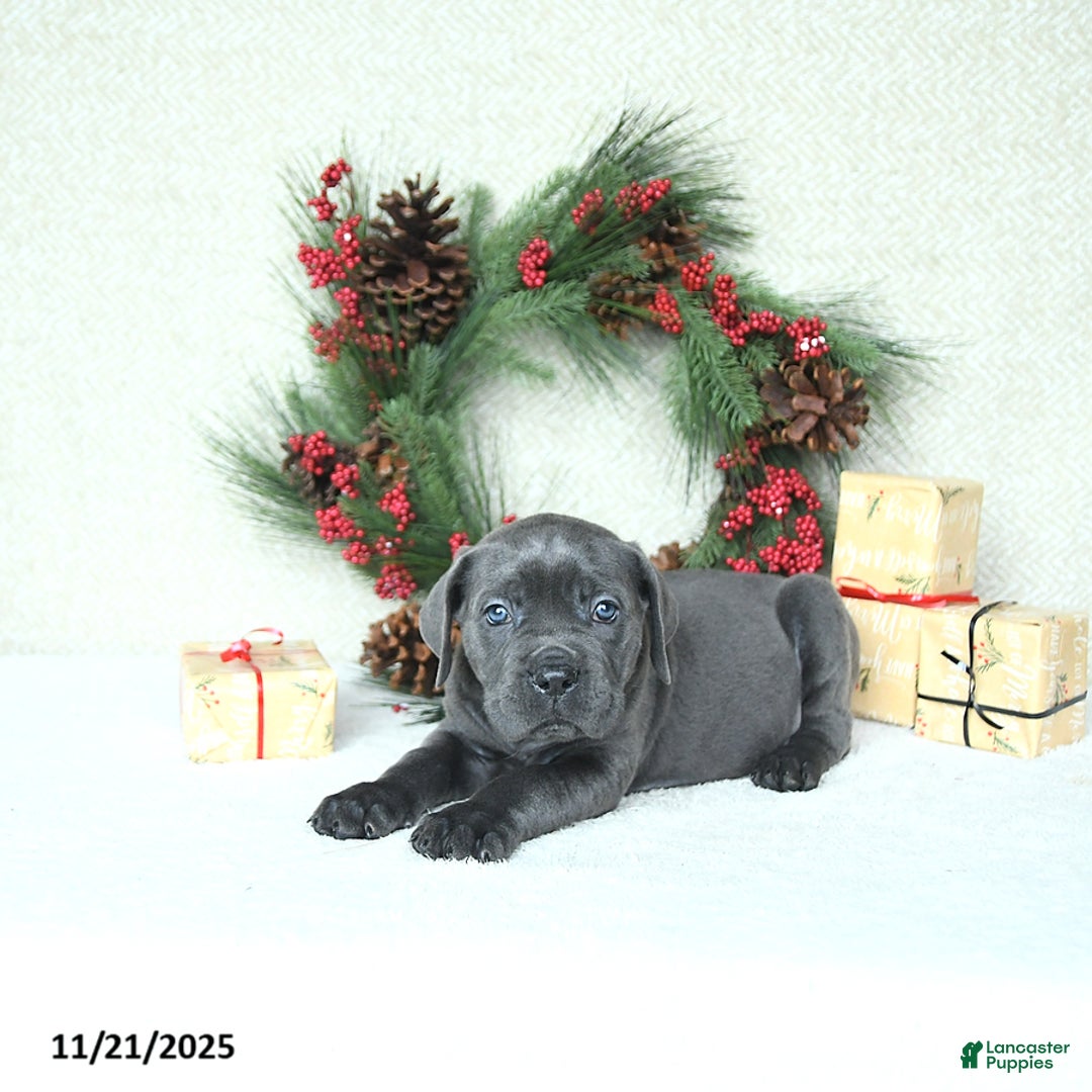 Cane Corso dogs for sale: Max - Ad 7