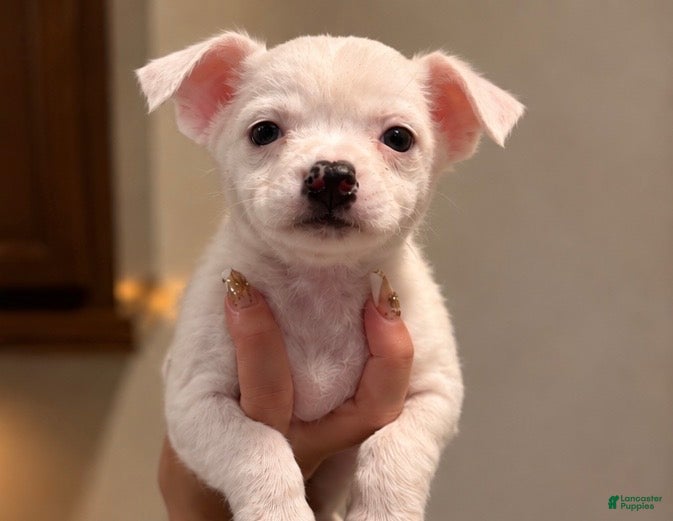 Chihuahua dogs for sale: Blanco - Ad 2