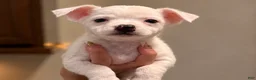 Chihuahua dogs for sale: Blanco - Ad 2