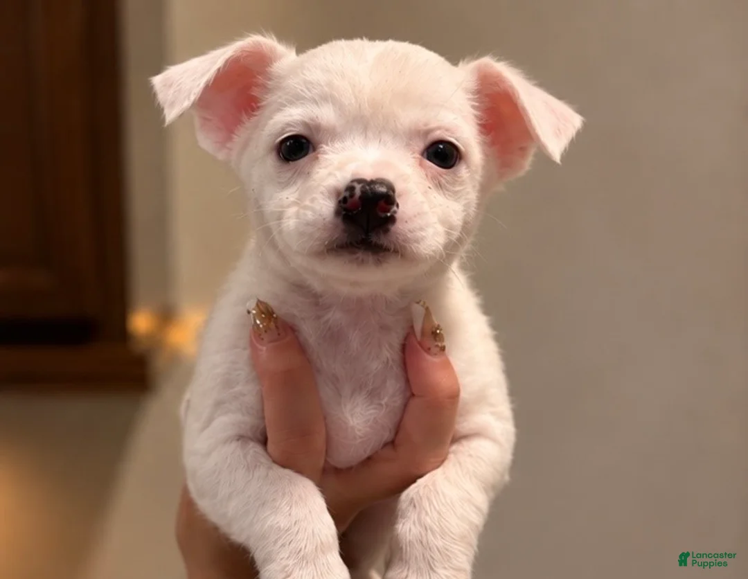 Chihuahua dogs for sale: Blanco - Ad 2