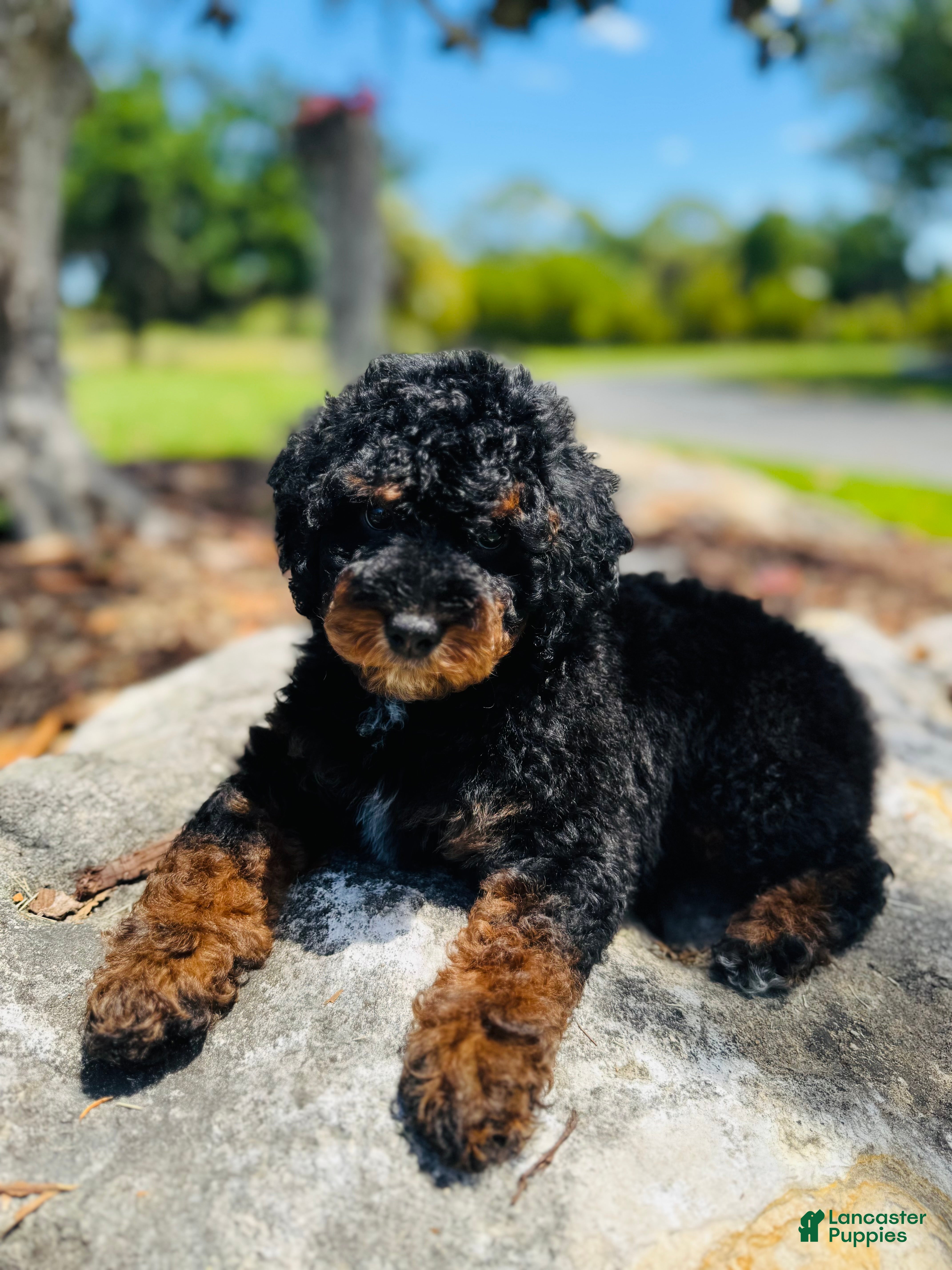 Miniature Poodle dogs Miniature Poodle Puppy 2 - Ad 14