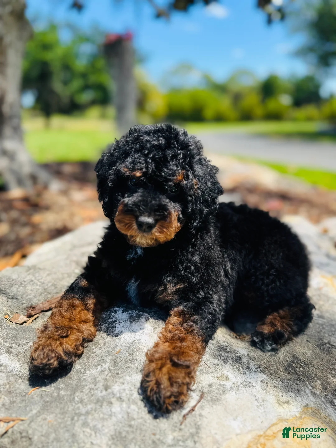 Miniature Poodle dogs for sale: Miniature Poodle Puppy 2 - Ad 1