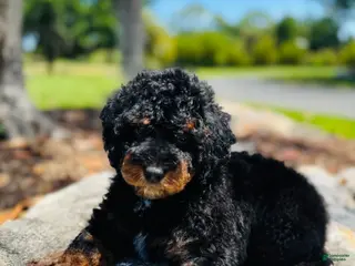 Miniature Poodle dogs Miniature Poodle Puppy 2 - Ad 14