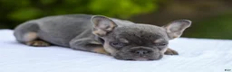 French Bulldog dogs for sale: Jana - Ad 6
