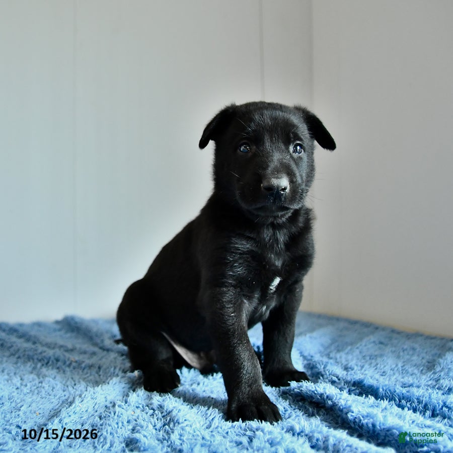 Belgian Malinois dogs for sale: Axel - Ad 2
