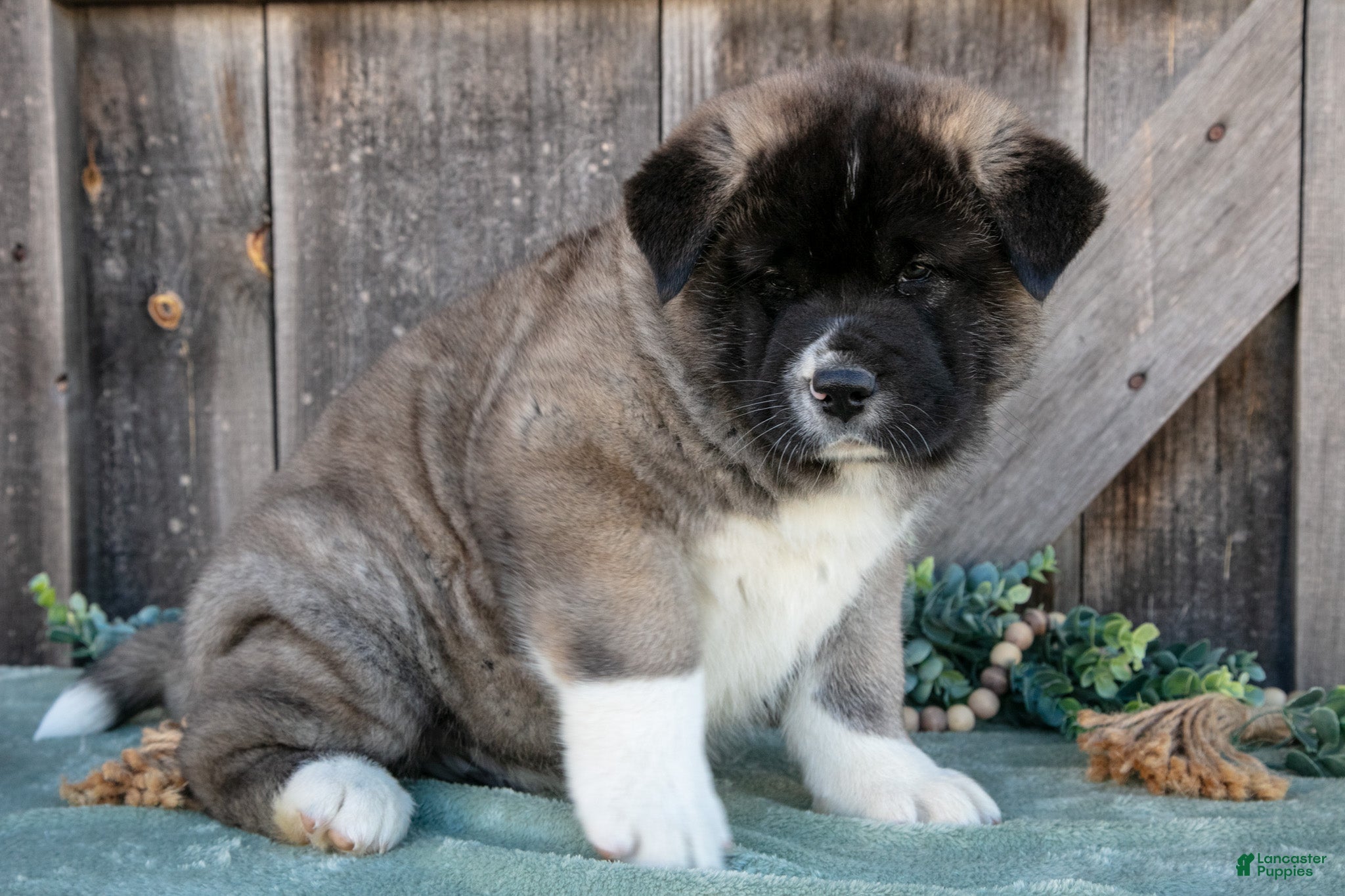Akita dogs Sarge - Ad 2