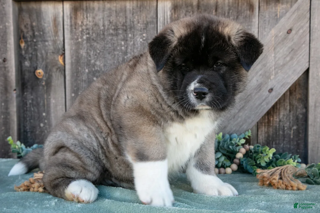 Akita dogs for sale: Sarge - Ad 2