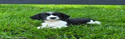 English Springer Spaniel dogs for sale: Bonnie - Ad 3
