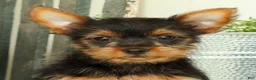 Yorkshire Terrier dogs for sale: Zuma - Ad 9