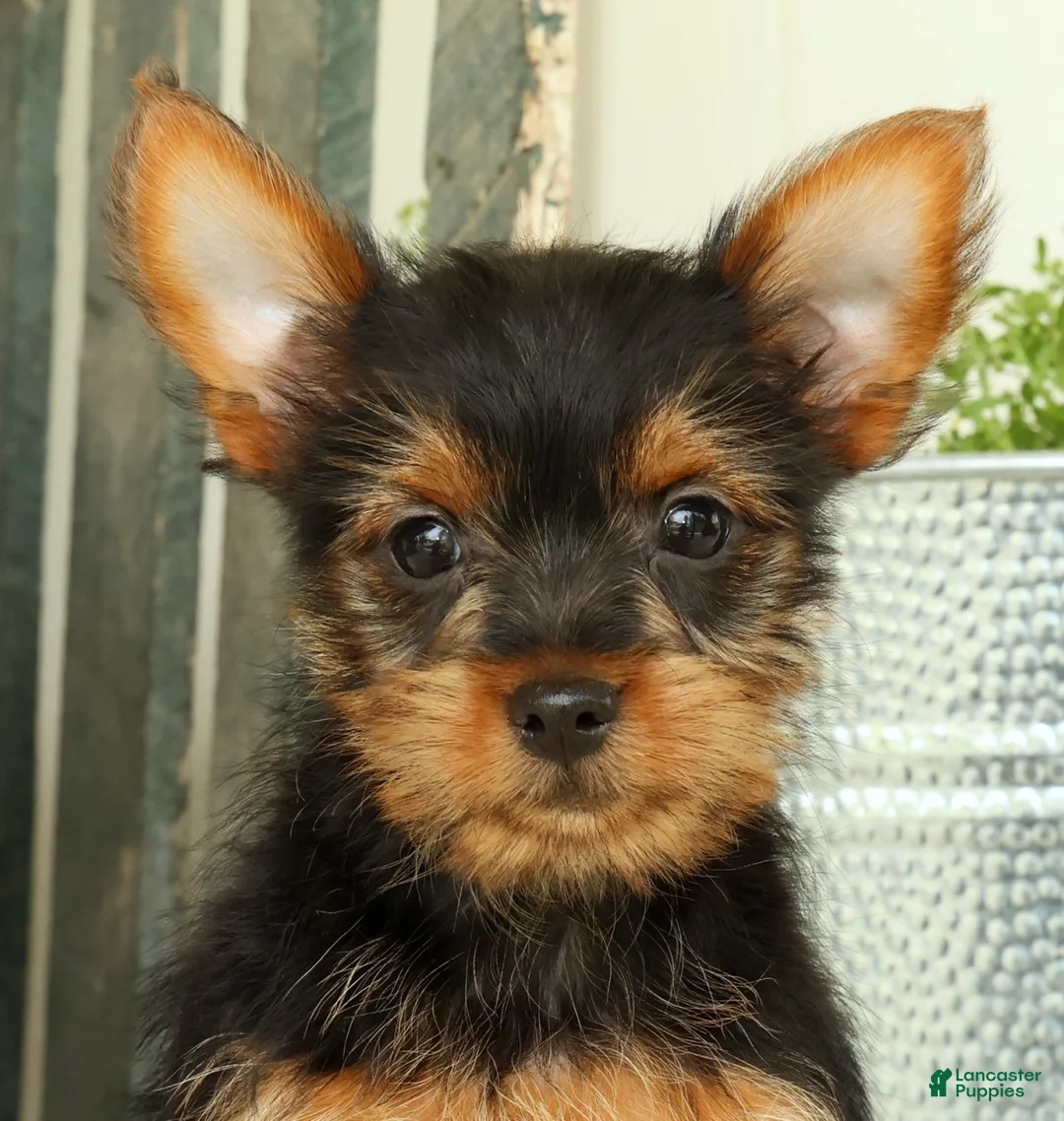 Yorkshire Terrier dogs for sale: Zuma - Ad 9