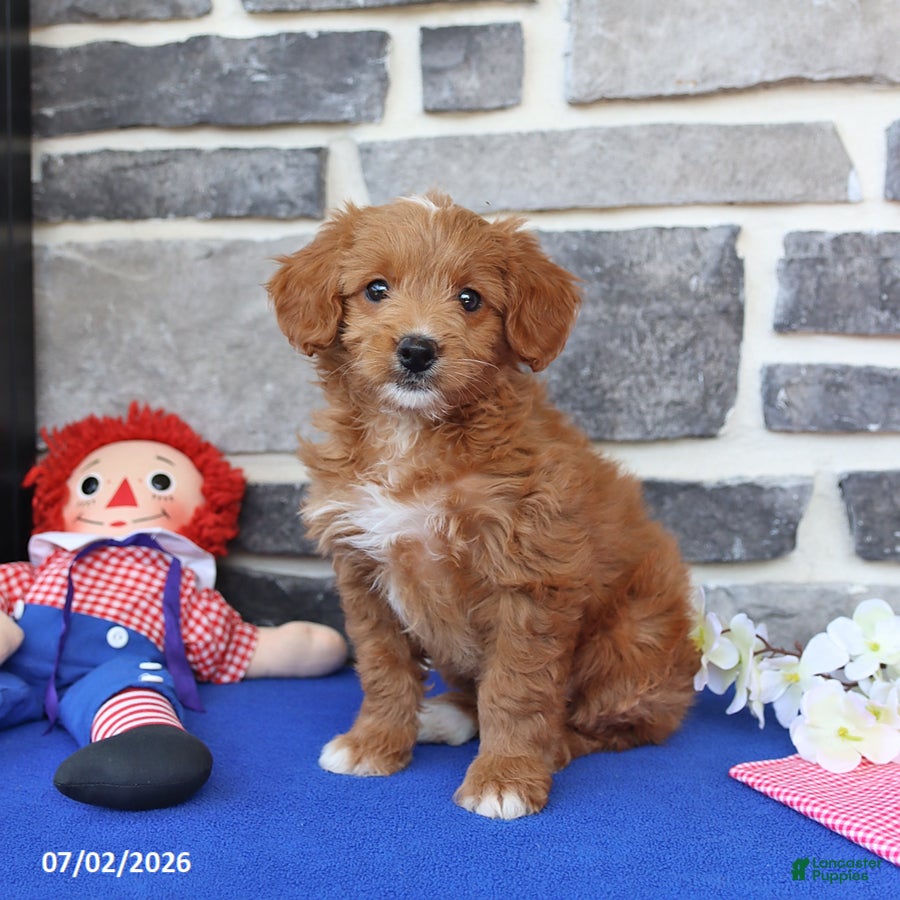 Mini Goldendoodle dogs Cora  - Ad 1