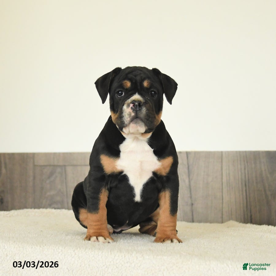 Olde English Bulldogge dogs Blueberry - Ad 2