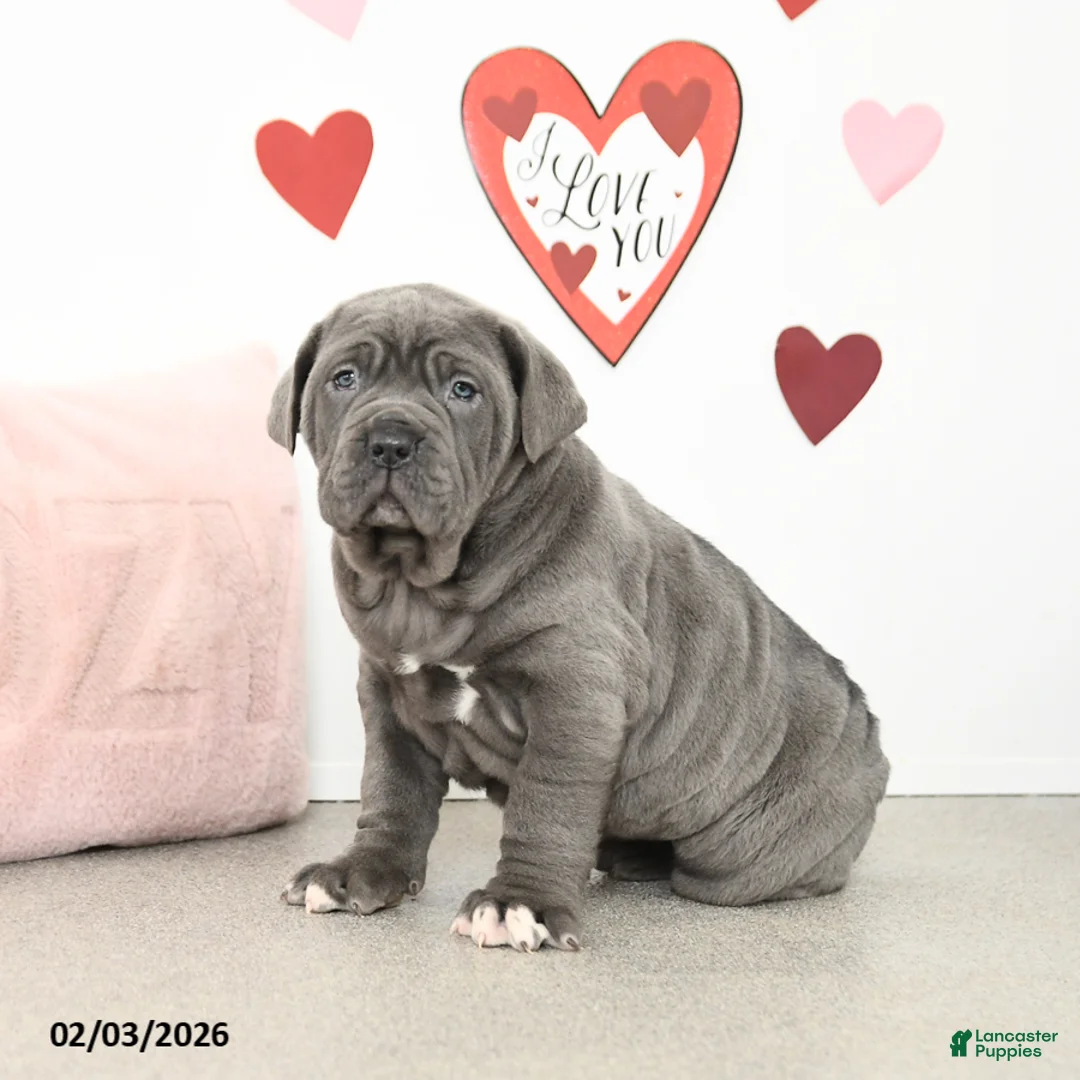 Cane Corso dogs for sale: Chase - Ad 1