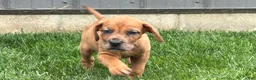 Mixed Breed dogs for sale: Maddy - Ad 5