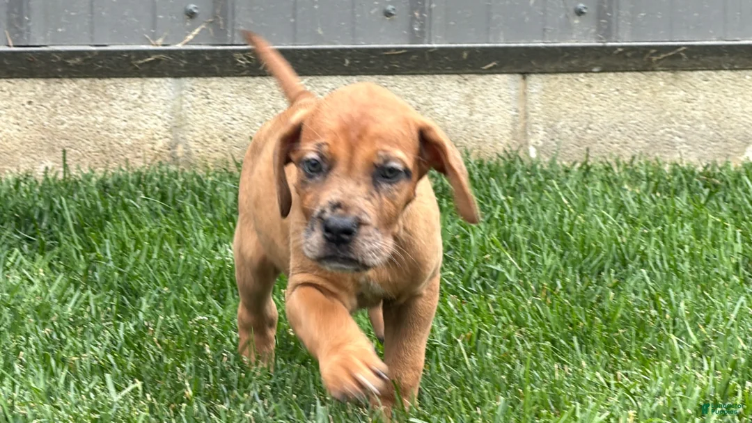 Mixed Breed dogs for sale: Maddy - Ad 5