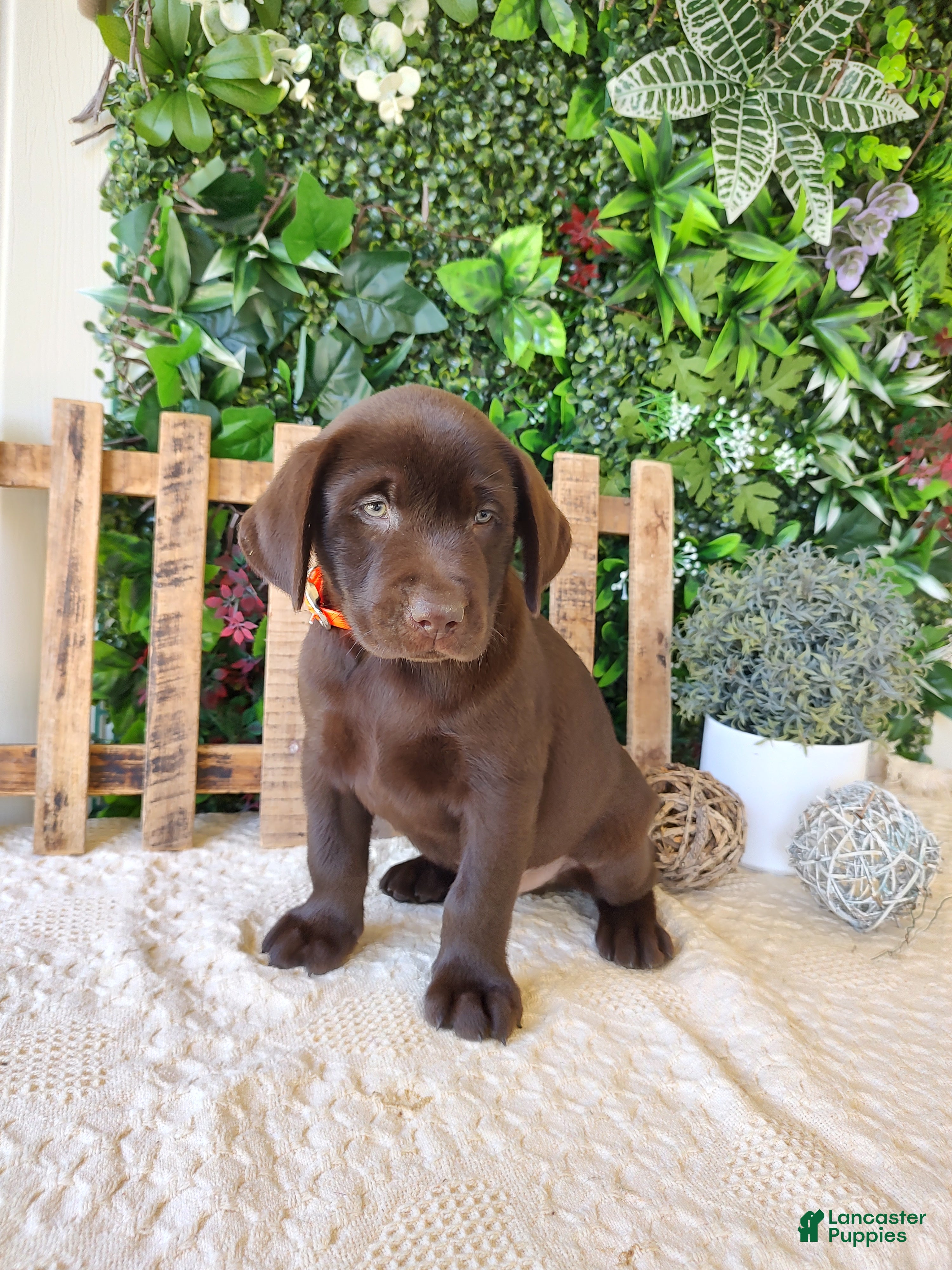 Labrador Retriever dogs for sale: Victor - Ad 1