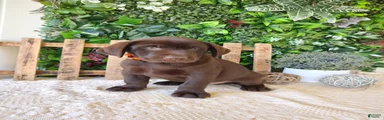 Victor