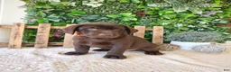 Labrador Retriever dogs for sale: Victor - Ad 1