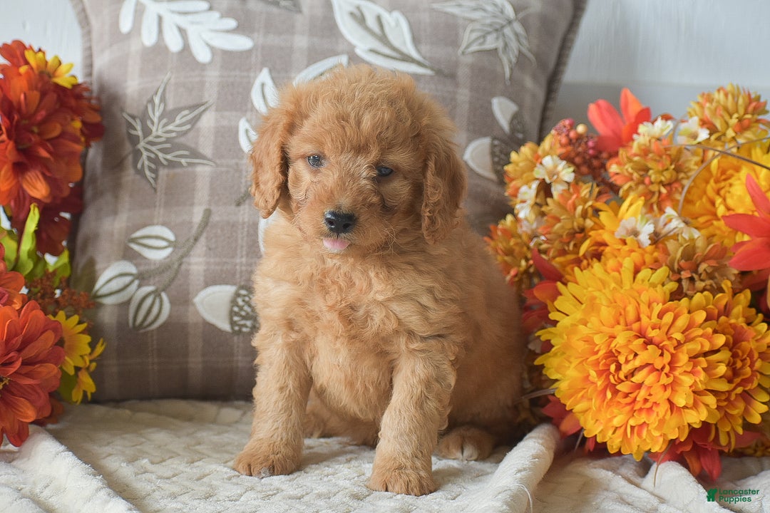 Cavapoo dogs for sale: Rusty - Ad 5