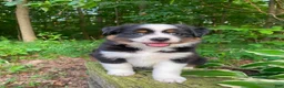 Miniature Australian Shepherd dogs for sale: Bella (Natural Tailed) - Ad 7