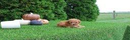 Toy Poodle dogs for sale: Finn - Ad 5