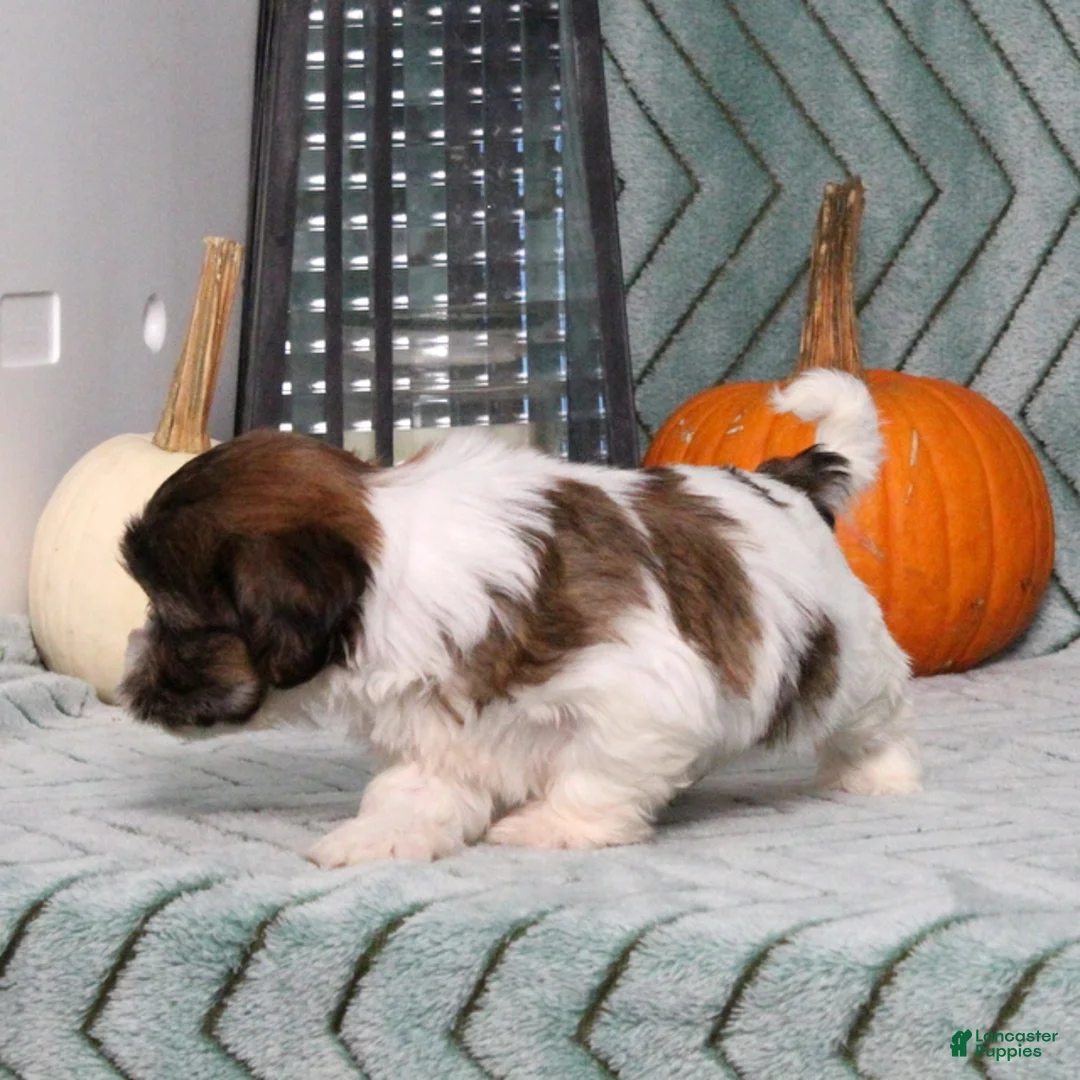Teddy Bear dogs for sale: Ivory - Ad 2