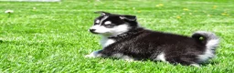 Pomsky dogs for sale: Oreo - Ad 10