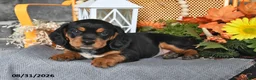 Beaglier dogs for sale: Jack - Ad 2